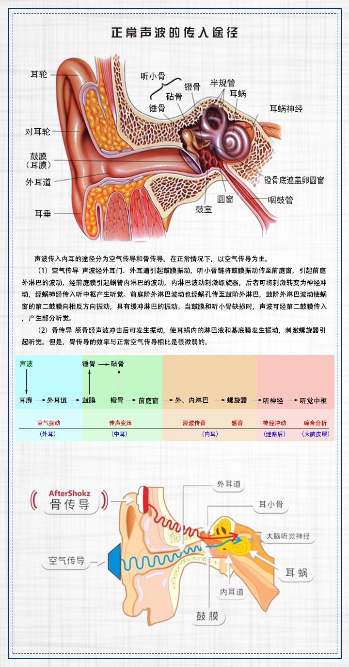 HL1002正常声波的传入途径.jpg