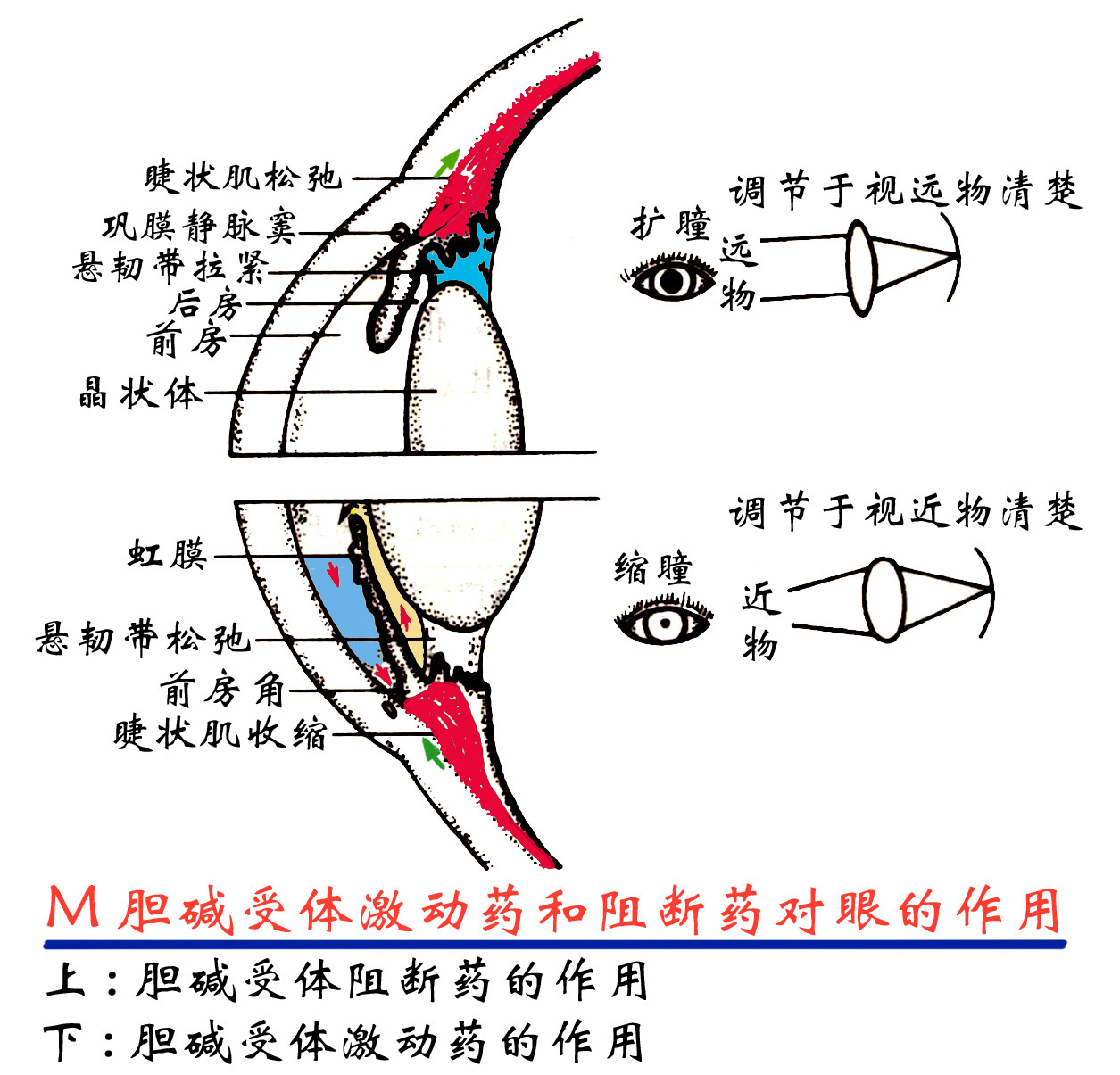 M胆碱受体激动药、阻断药对眼睛的作用.png