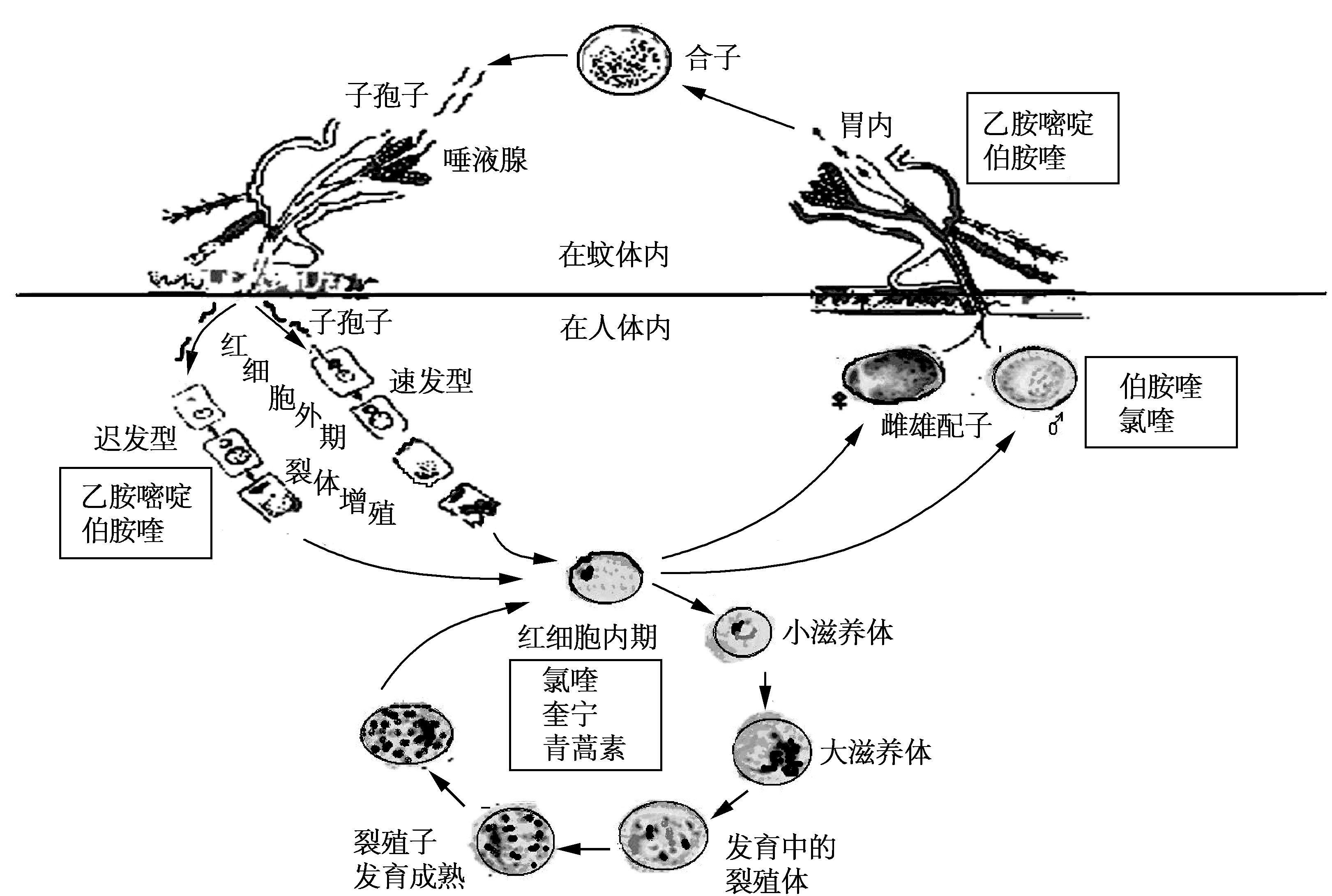 疟原虫的生活史及抗疟药的作用环节.png