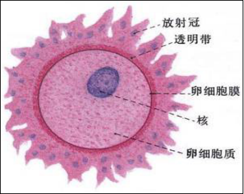 卵细胞的构造