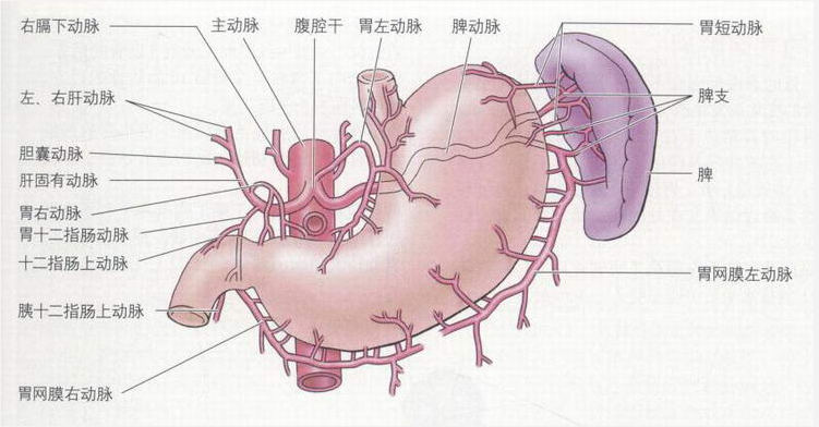 HL0302胃的血液供应.png