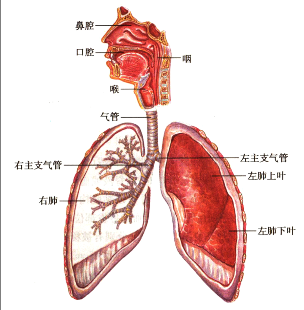 呼吸系统概观