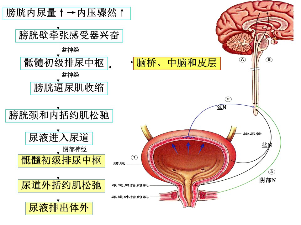 排尿过程结构图图片