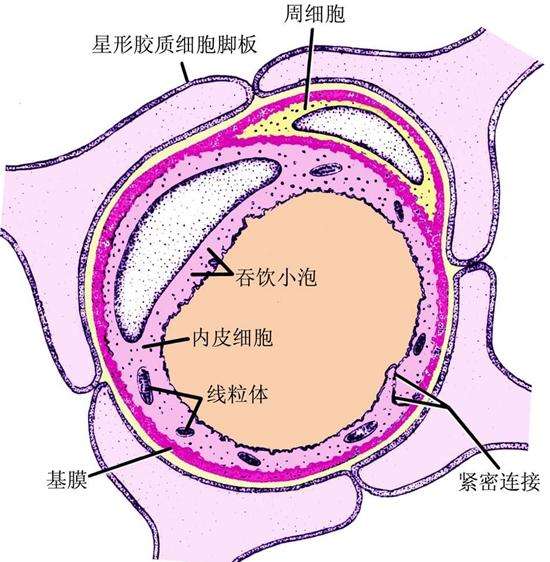 血脑屏障图