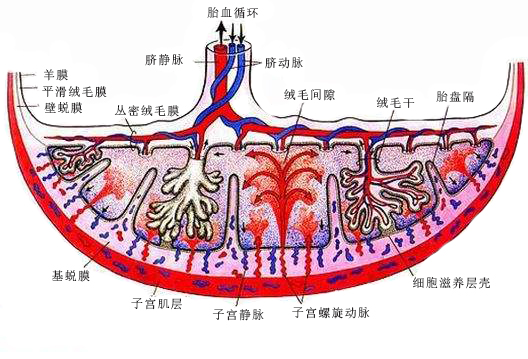 胎盘结构模式图图片