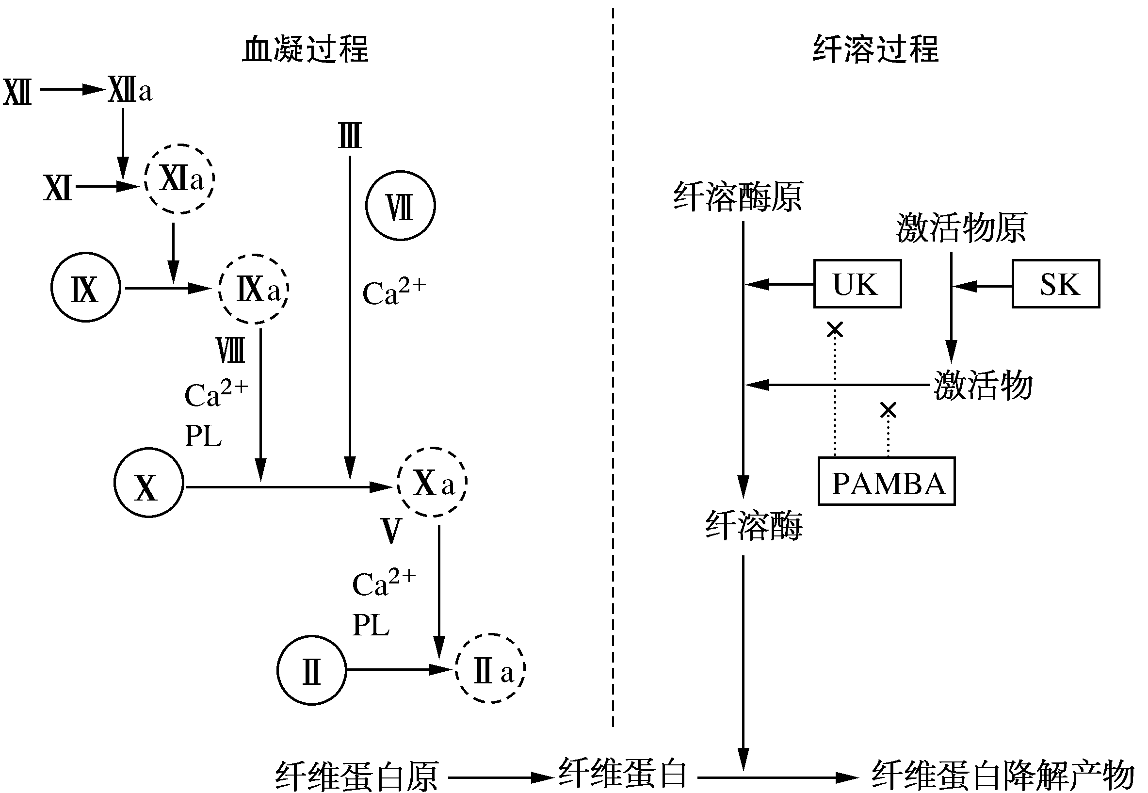 血凝过程、纤溶过程及药物对其影响示意图.png