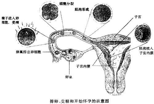 排卵过程示意图图片