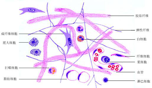 HL0102疏松结缔组织.png