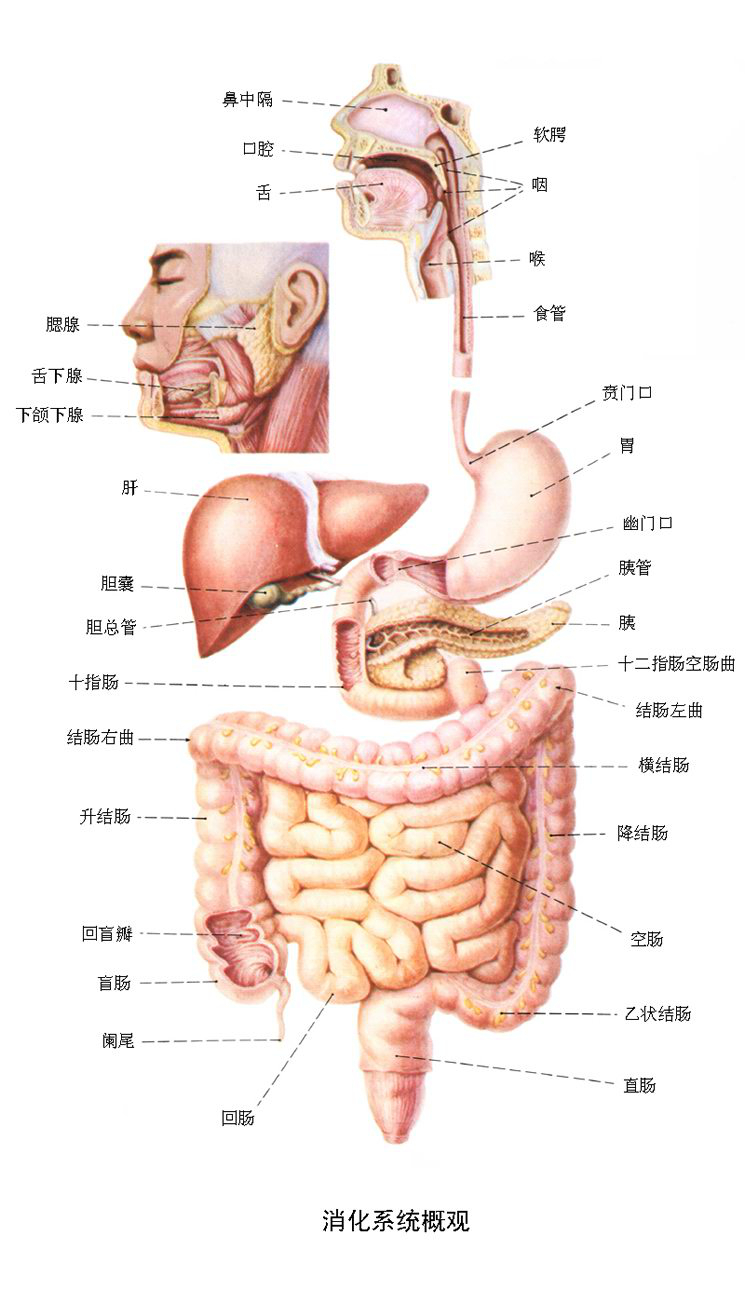十二指肠和小肠解剖图图片