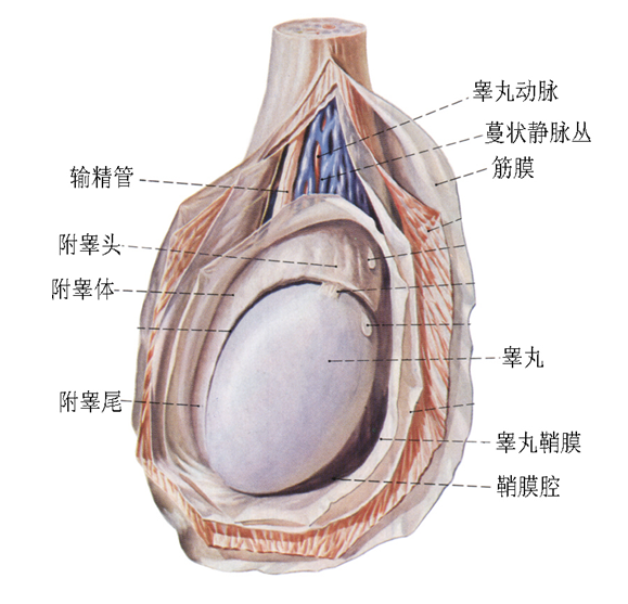 男生睾丸长啥样图片