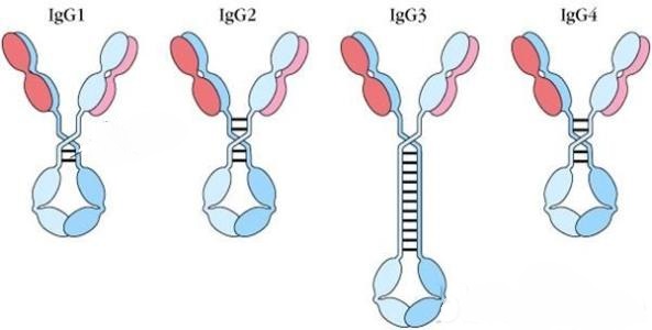 独特型(是指同一个体不同b细胞克隆所产生的ig分子v区所具有的抗原