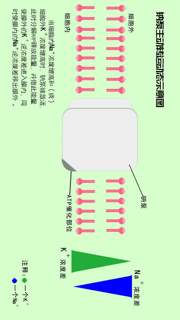 钠泵主动转运动态示意图
