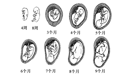 各期胚胎,胎儿发育特征