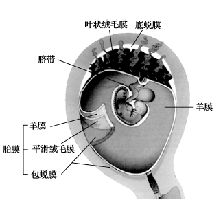 胎盘结构模式图图片