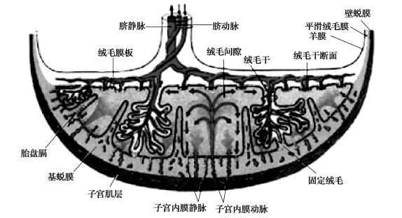 人体胎盘结构解剖图图片