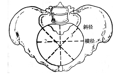①骨盆入口平面(pelvic inlet plane):为骨盆腔上口,呈横椭圆形