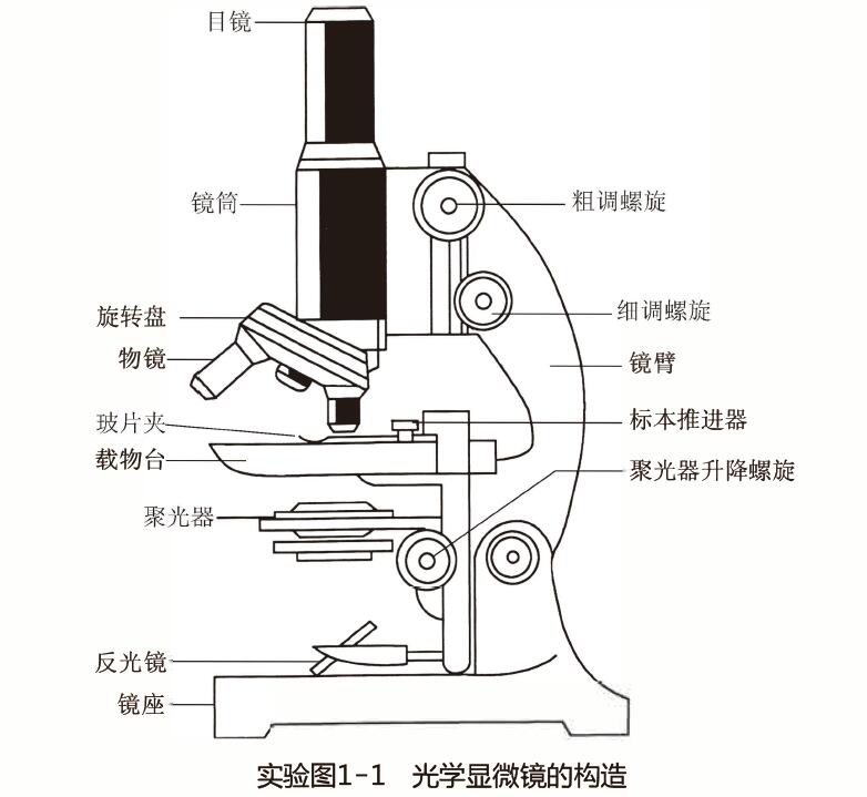 显微镜的结构图英文图片