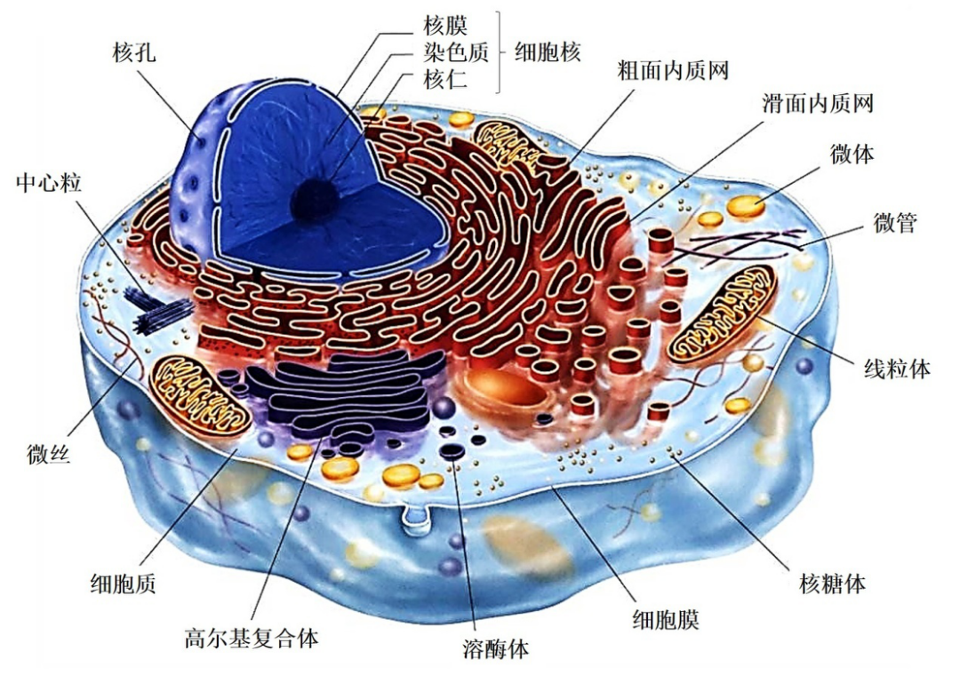 细胞基本结构组成图图片