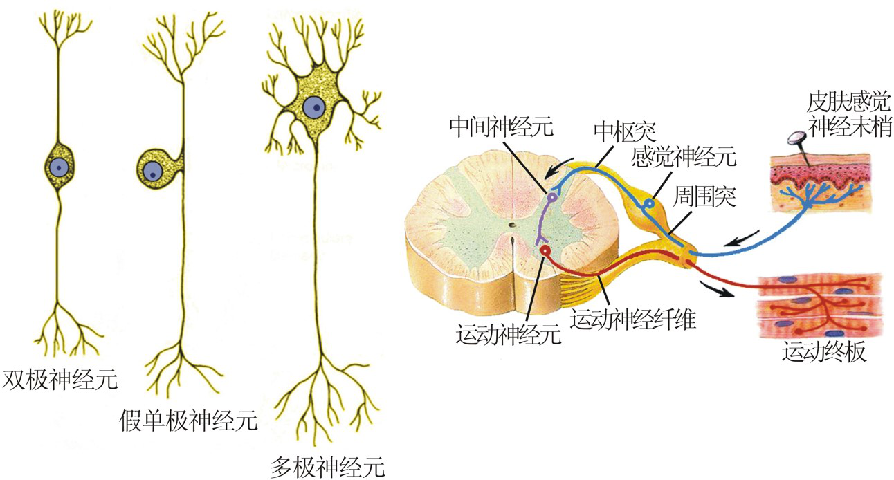 神经元即神经细胞,是神经系统最基本的结构和功能单位