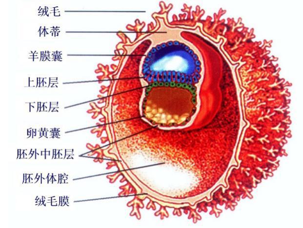 三胚层胚盘图片图片