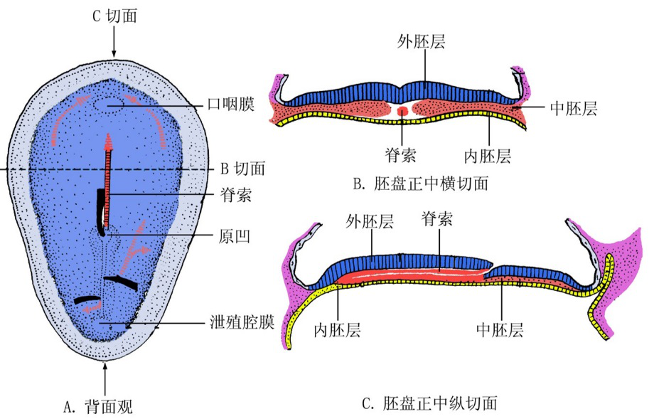 三胚层胚盘示意图图片