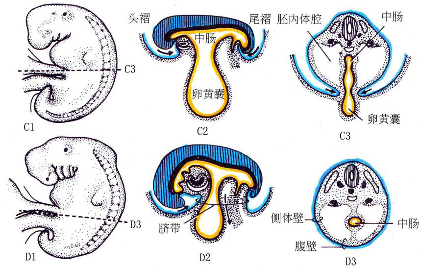三胚层胚盘示意图图片
