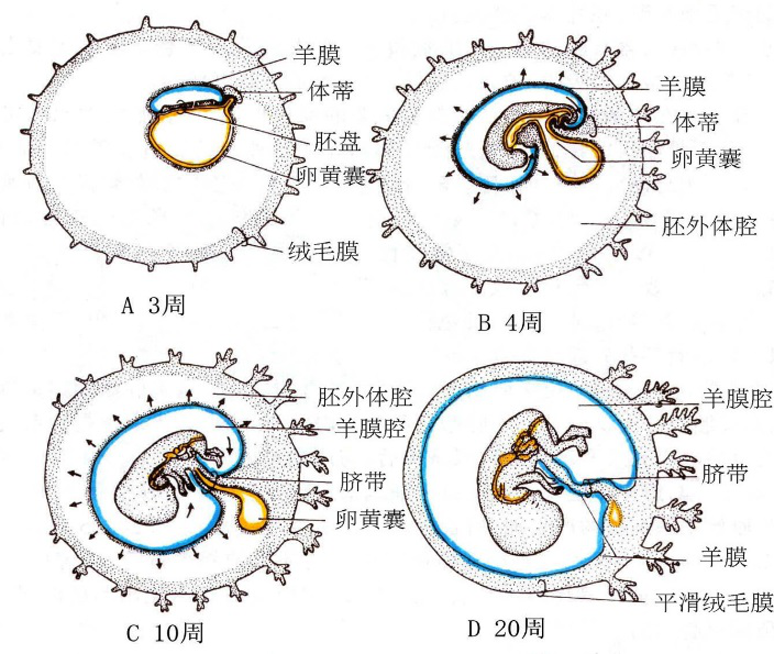 绒毛膜(chorion)  由滋养层和衬于其内面的胚外中胚层组成