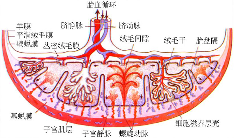 胎盘的结构与血液循环模式图2